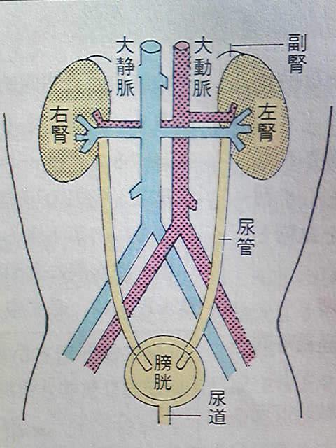 腎臓や尿路